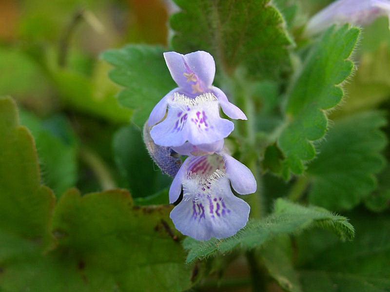 Glechoma hederacea / Ellera terrestre comune